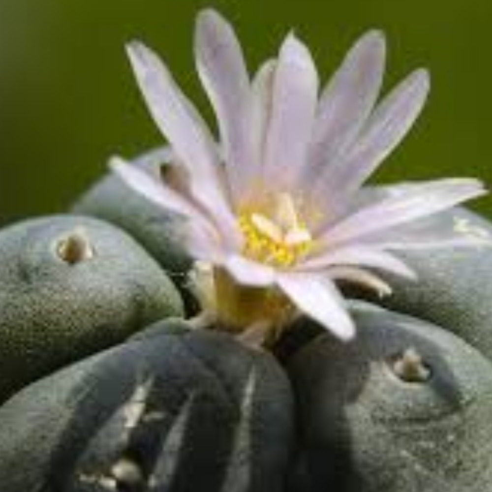 Meet your Posher, John l